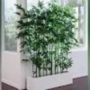 Natural Bamboo Plant
